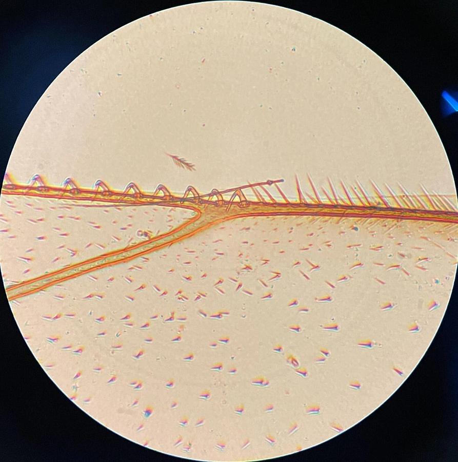 Used Nikon E 40 Objective (E 40 0.65 160/0.17)