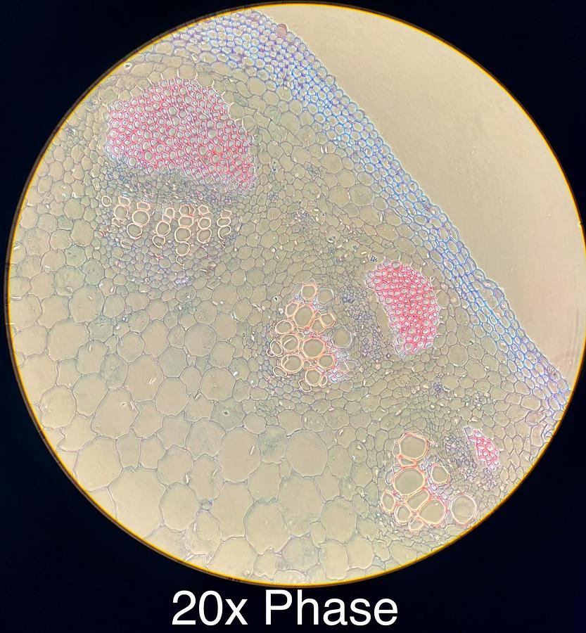 Used Motic BA400 Trinocular Phase Contrast Microscope W/ Plan 10/20/40/100 Objectives