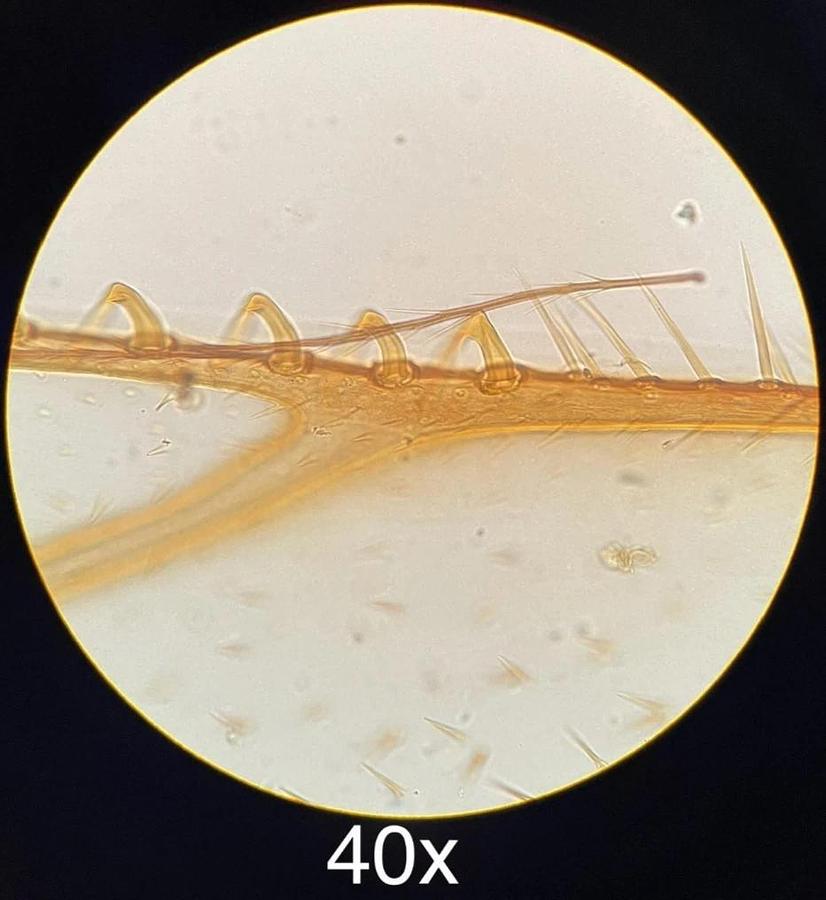 Used Olympus CH-2 CHT Binocular Microscope W/ E A4x/10x/40x Objectives
