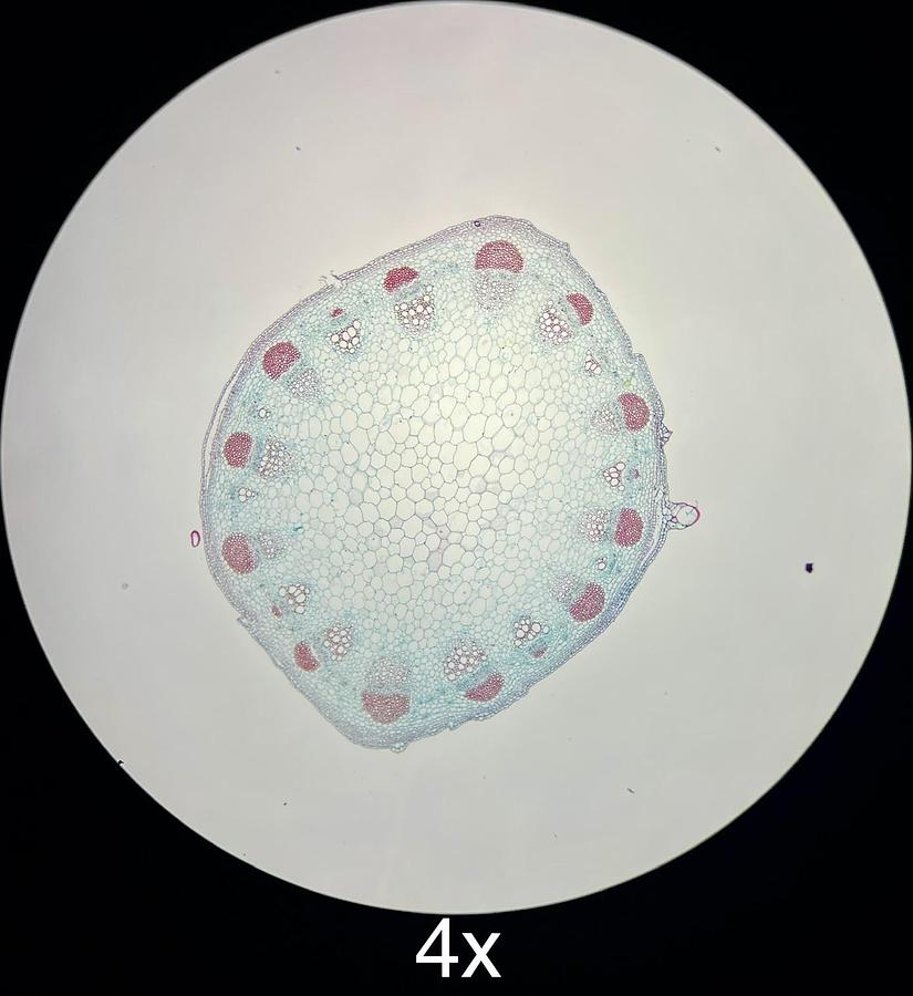 Used Motic BA210LED Binocular Microscope W/ EF-N Plan 4/10/100 Objectives