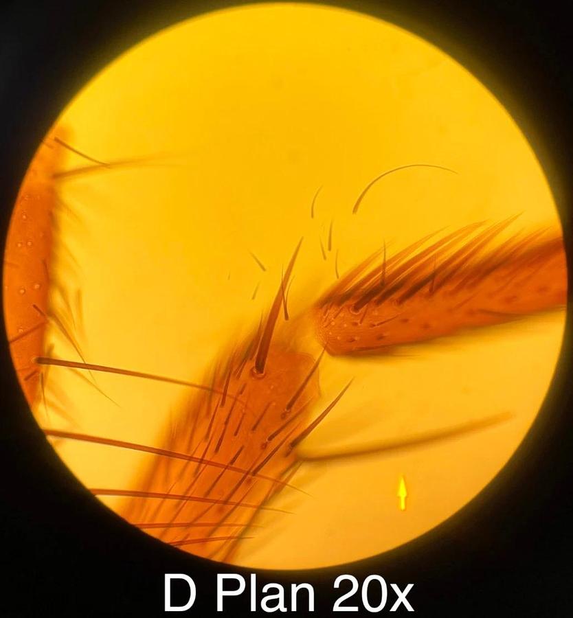 Used Olympus BH-2 BHUT Dual Viewing Teaching Microscope W/ D Plan Objectives