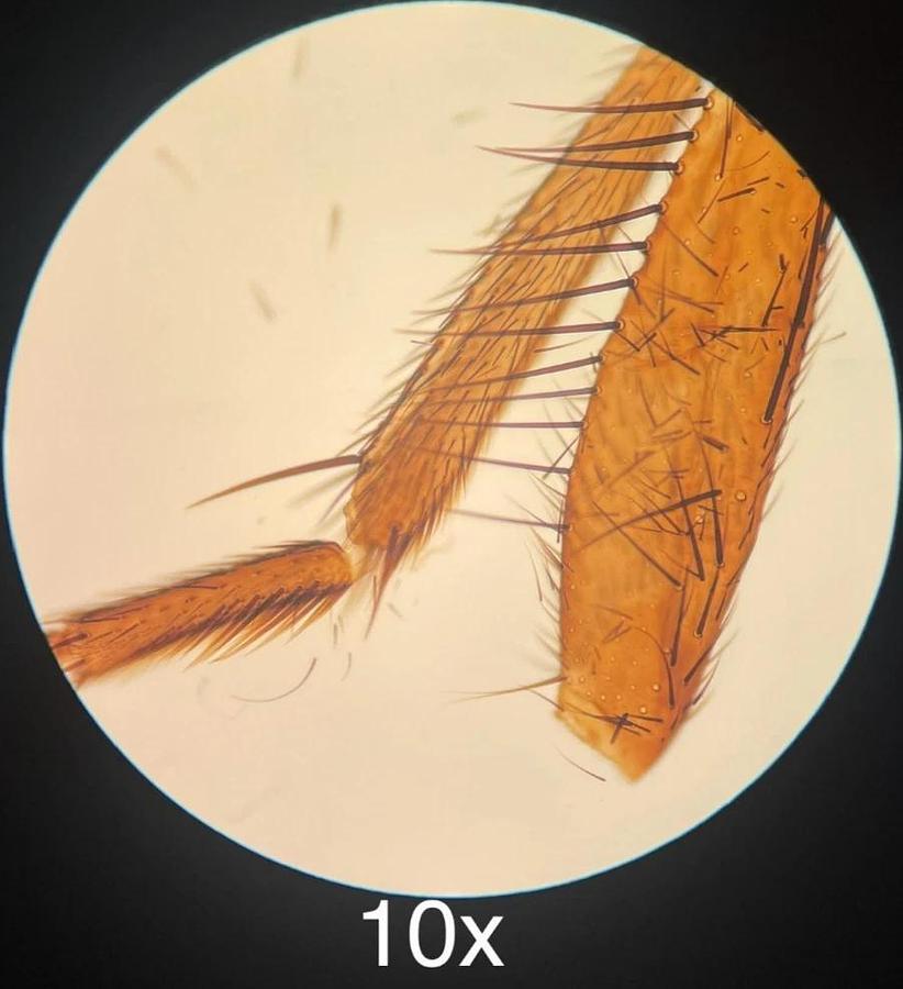 Used Swift 4x/10x Ph/40x Ph DM/ 100x Oil Objective Set W/ Quodmaster 1.25pH Condenser