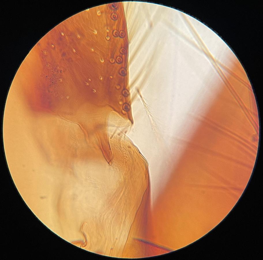 Used Olympus DPLan 40PO Microscope Objective 0.65 160/0.17