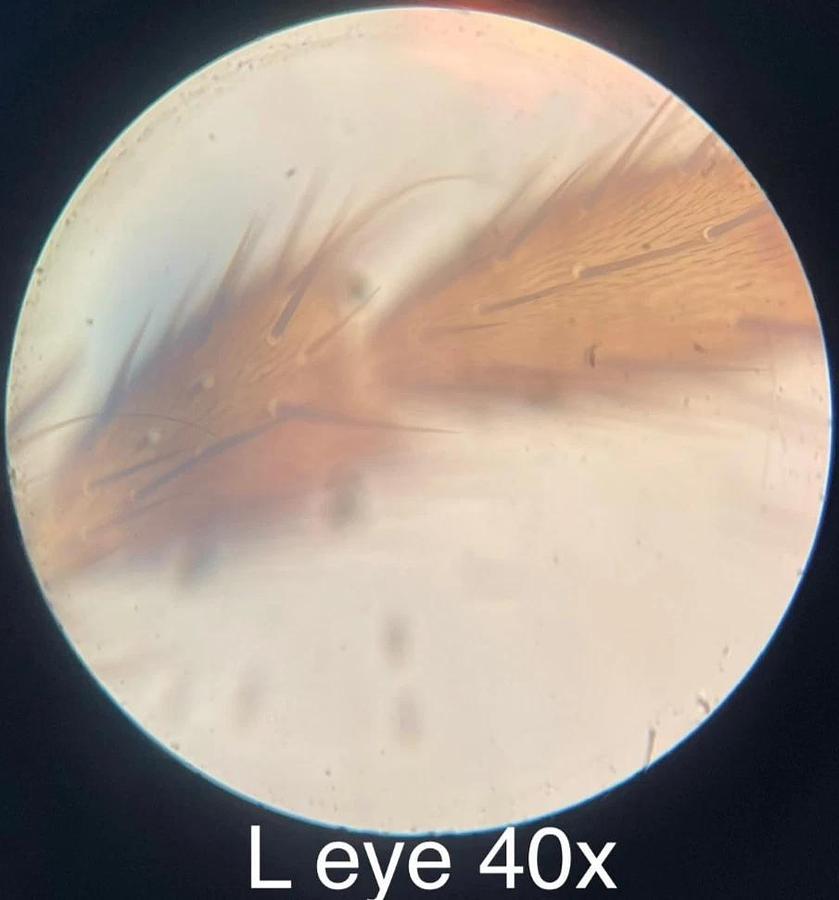 Used Vintage Unitron BMLK Microscope W/ W10XP Eyepieces, 4x/40x Objectives, Condenser