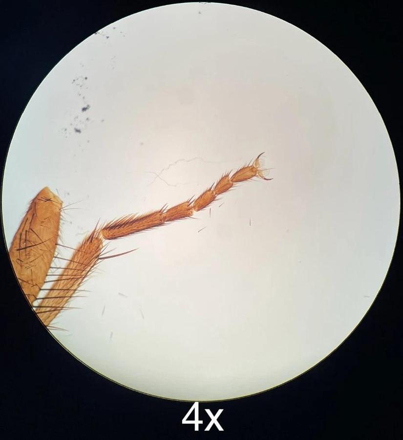 Used Labomed CX L Binocular Microscope W/ 4/10/40/100x Semi Plan Achro Objectives