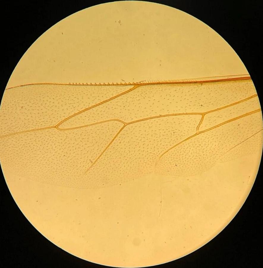 Used Nikon TMS- F Inverted Trinocular Microscope W/ 4x Objective - Read Description