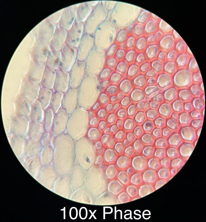 Used Motic BA300 Trinocular Phase Contrast Microscope W/ Plan 4/10/40/100 Objectives