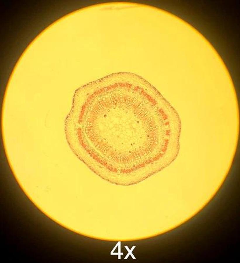 Used Olympus IM IMT Inverted Trinocular Microscope W/ 4X/10X/C20X Objectives