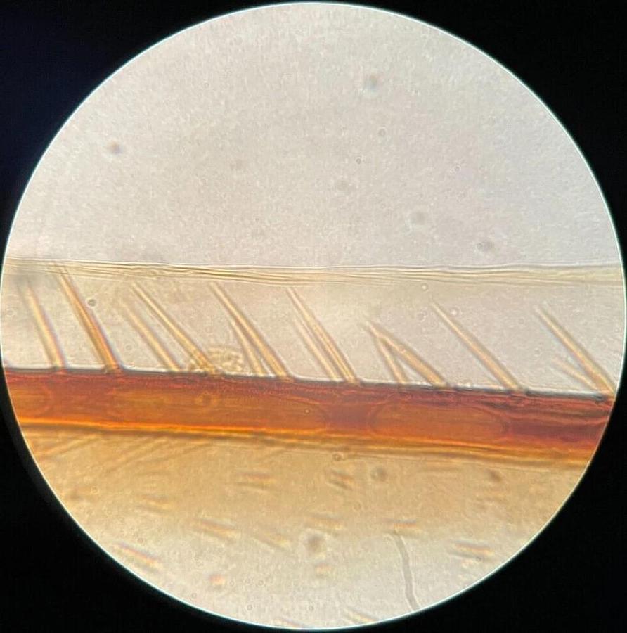 Used Leitz 63X Oel Fluoresz Objective (170/0.17 63/1.30 Oel Fluoresz)