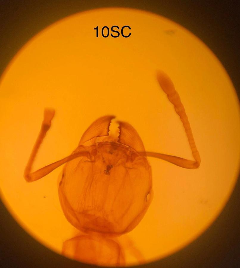 Used Nikon 4 SC, 10 SC, 40 SC Objectives