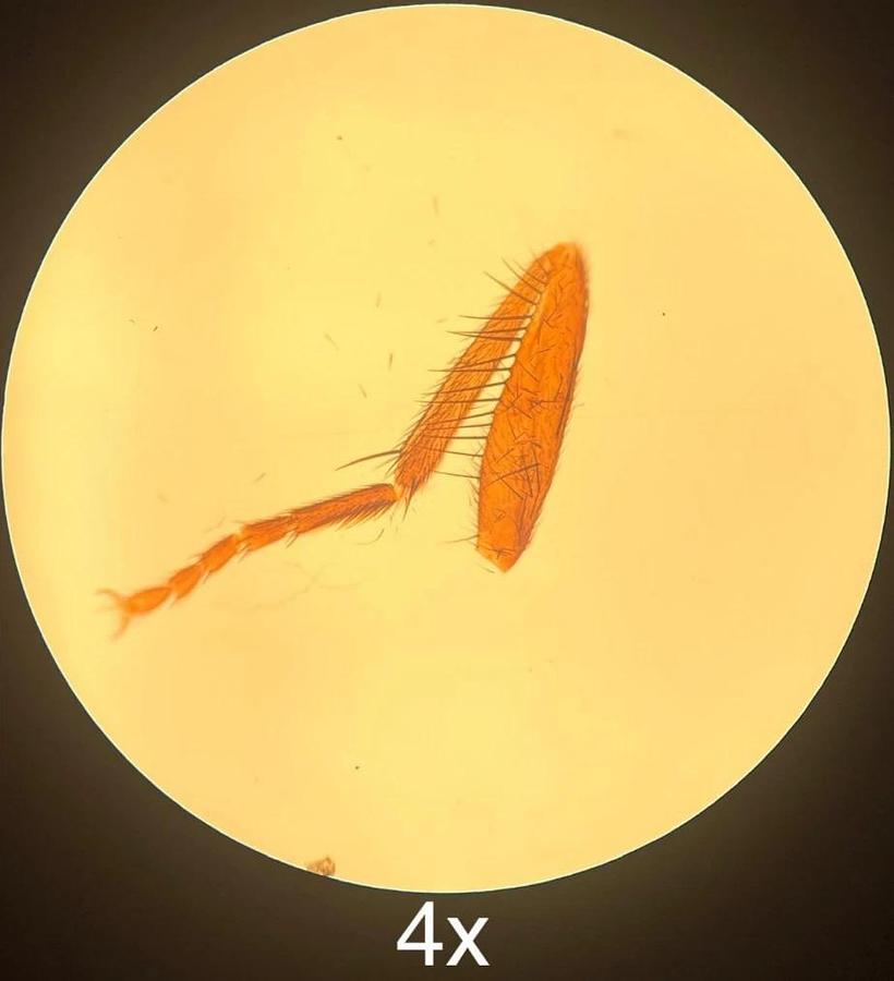 Used Swift 4x/10x Ph/40x Ph DM/ 100x Oil Objective Set W/ Quodmaster 1.25pH Condenser