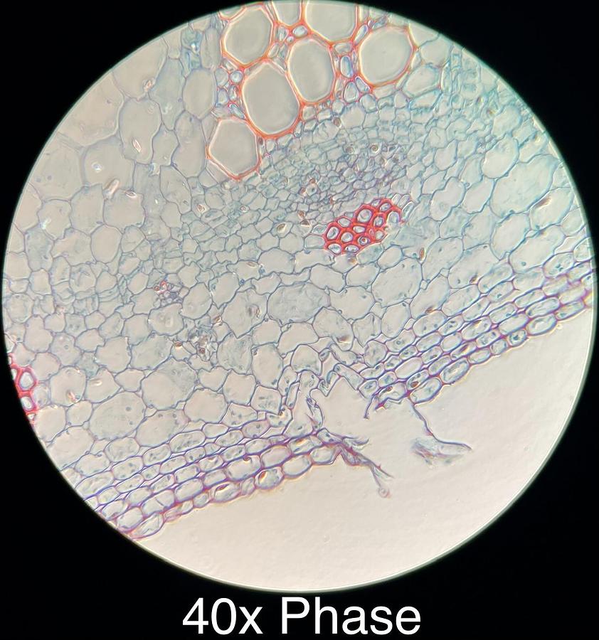 Used Motic BA400 Trinocular Phase Contrast Microscope W/ 4/10/20/40/100 Objectives