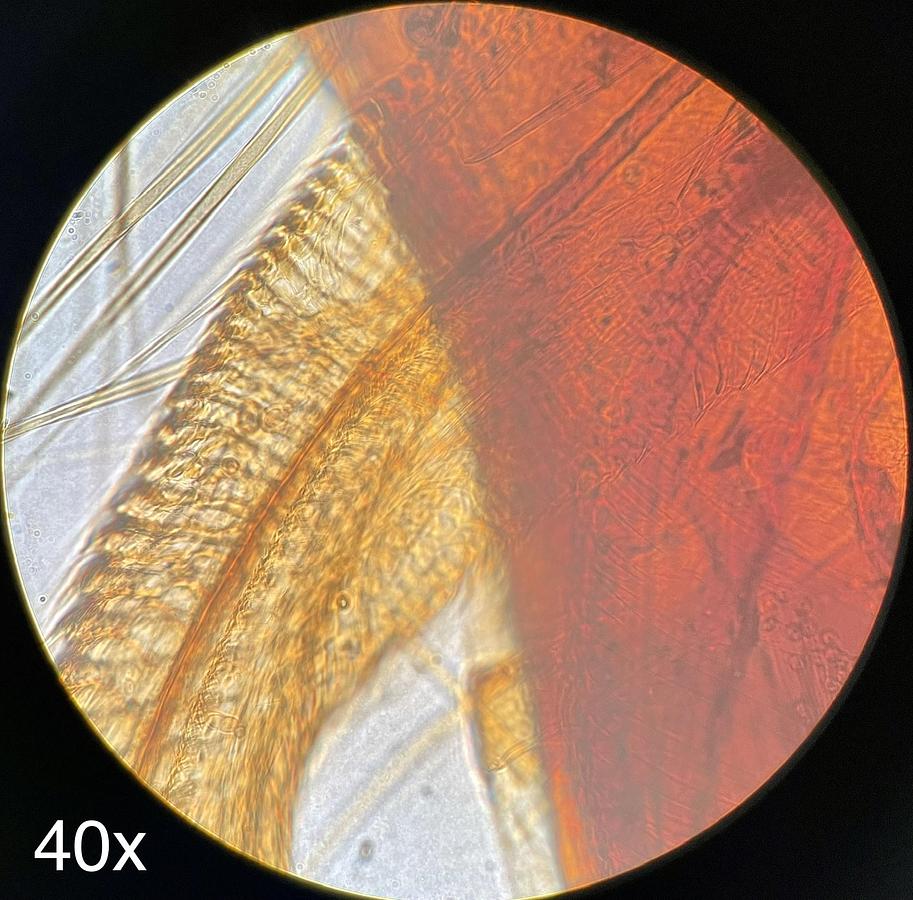 Used Olympus BH-2 BHTU Trinocular Microscope W/ DPlan 4/10/20/40 Objectives