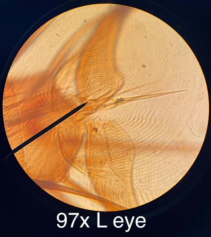 Used Vintage Bausch & Lomb Binocular Microscope W/ 43x/97x Obj/Case/WF 10X Eyepieces