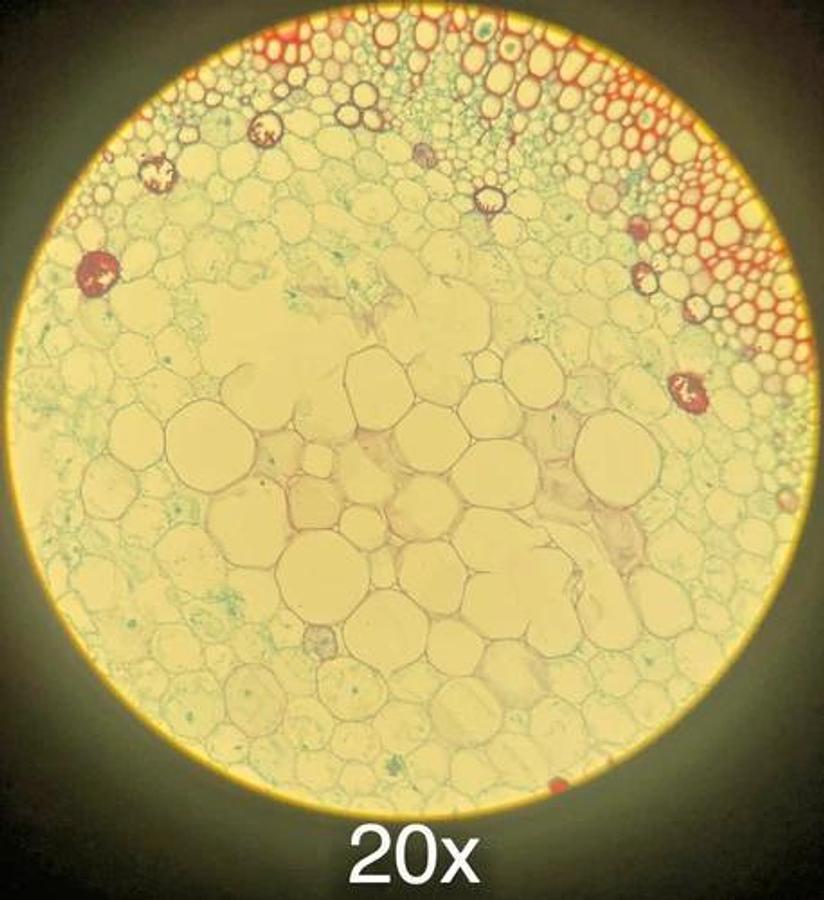 Used Olympus IM IMT Inverted Trinocular Microscope W/ 4X/10X/C20X Objectives