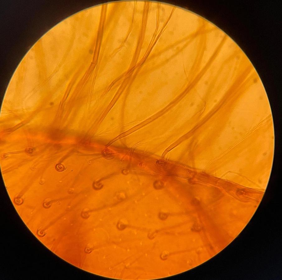 Used Kern 40X Objective 40X/0.65 160/0.17