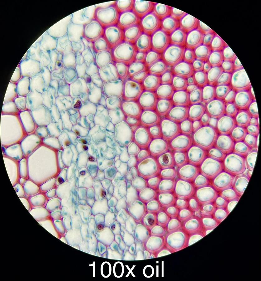 Used Motic BA210LED Binocular Microscope W/ EF-N Plan 4/10/100 Objectives