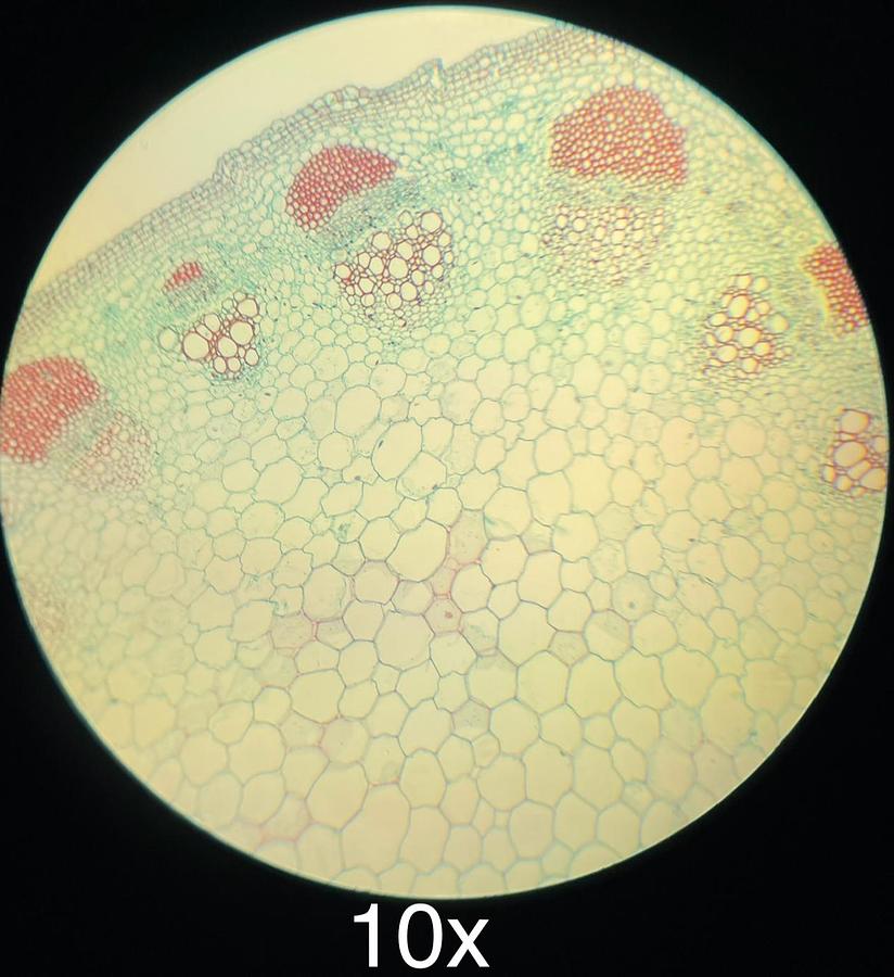 Used AO American Optical One-Twenty Teaching Microscope W/ 4x 10x 40x 100x Objectives