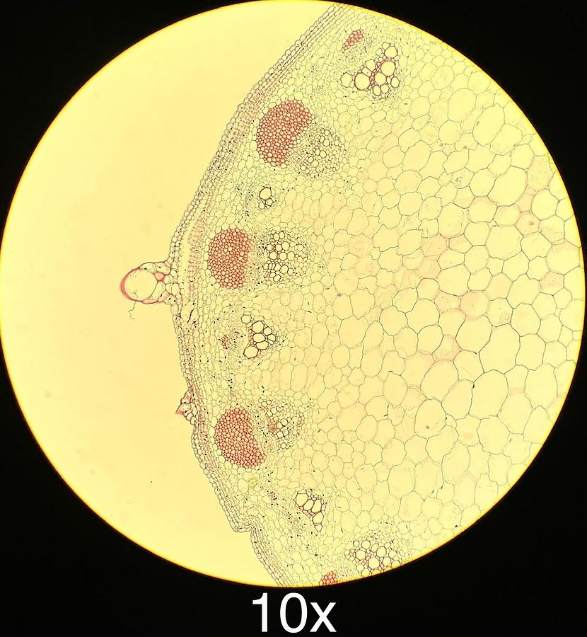 Used Olympus BH-2 BHTU Binocular Microscope W/ DPlan 4/10 Objectives, Light Pre-Set