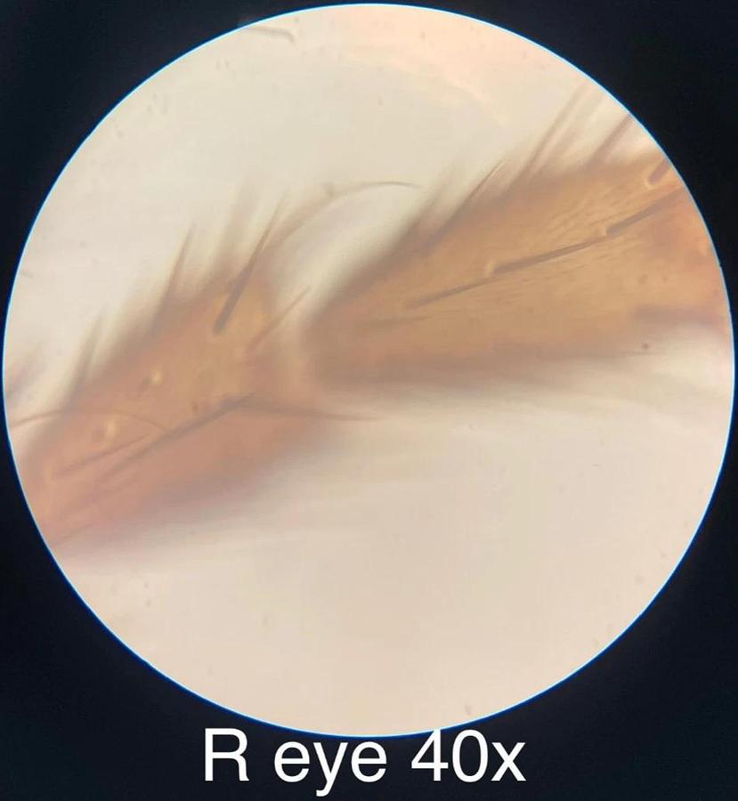 Used Vintage Unitron BMLK Microscope W/ W10XP Eyepieces, 4x/40x Objectives, Condenser