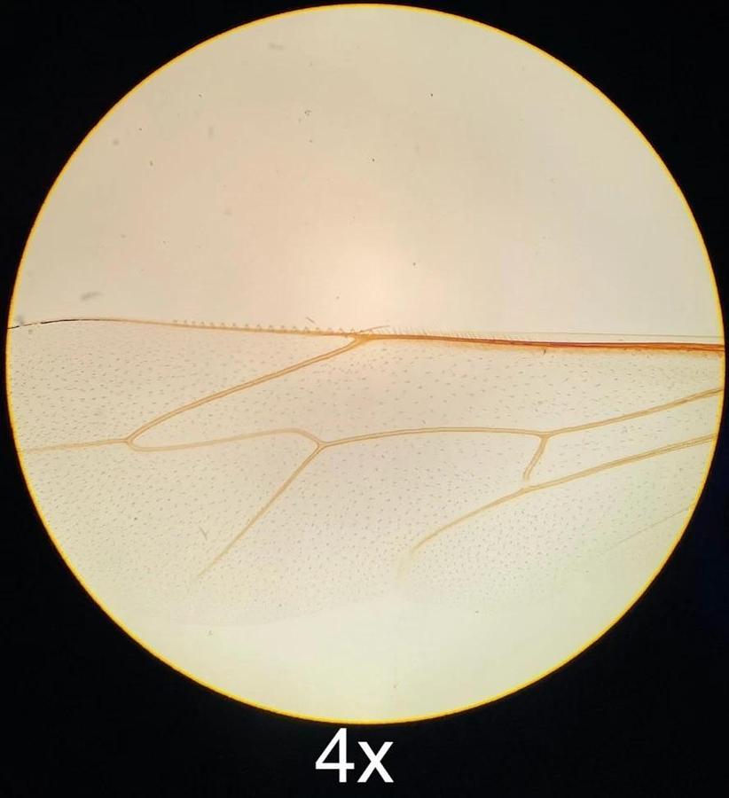 Used Olympus CH-2 CHT Binocular Microscope W/ E A4x/10x/40x Objectives