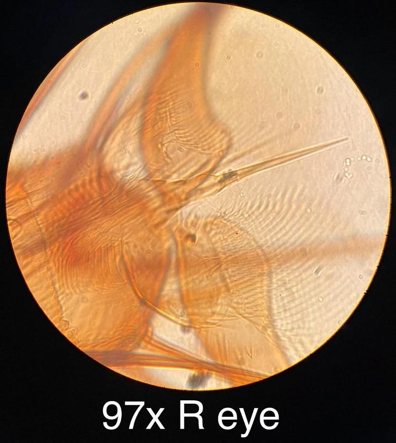 Used Vintage Bausch & Lomb Binocular Microscope W/ 43x/97x Obj/Case/WF 10X Eyepieces