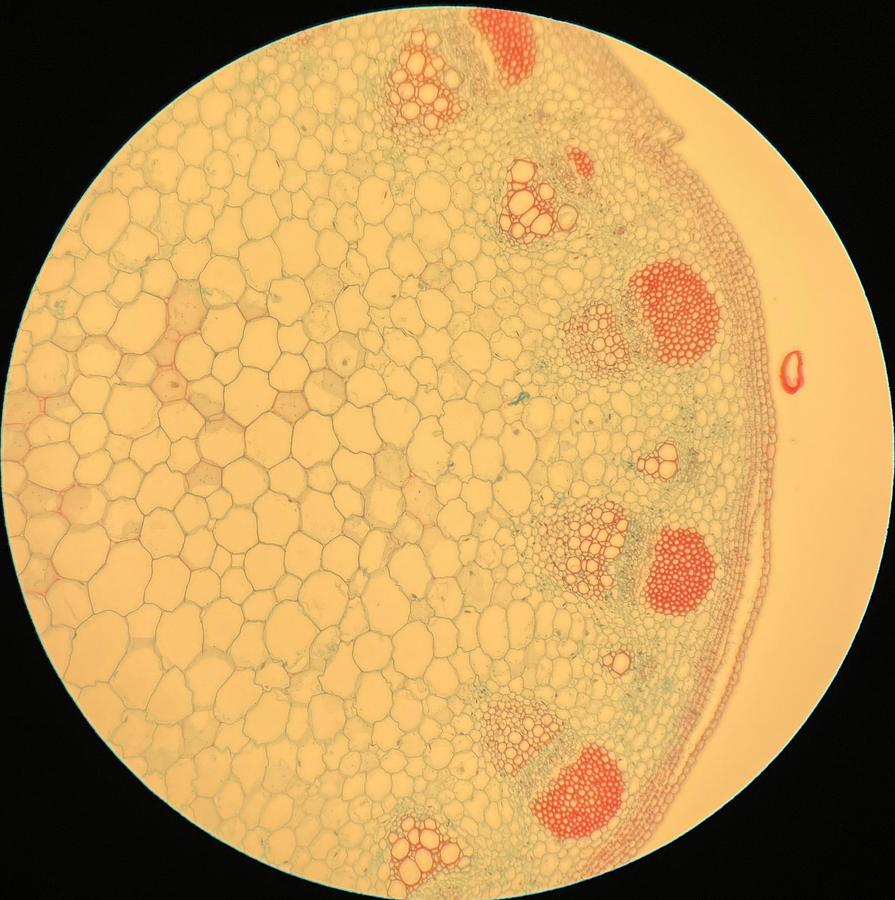 Used Olympus Plan 10x/0.25 ∞/- Infinity-Corrected Plan Achromatic Microscope Objective