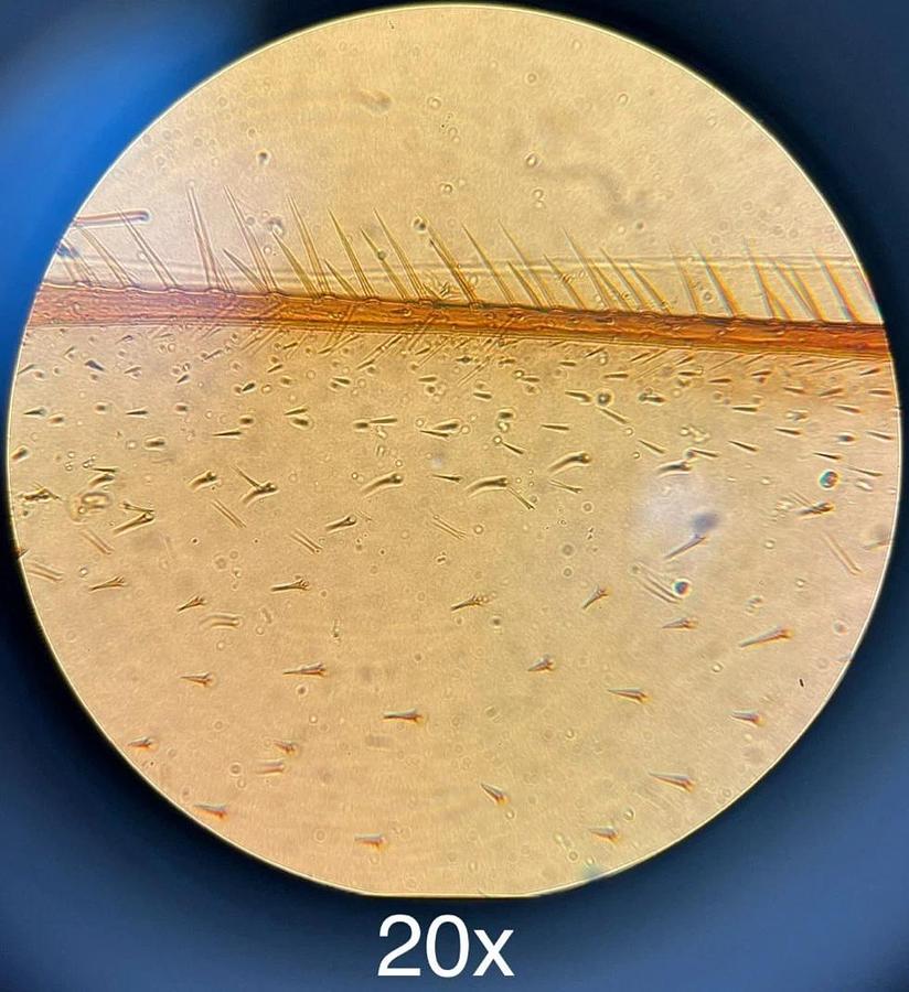 Used VWR VistaVision Inverted Trinocular Microscope W/ 10x, 25x PL L Objectives