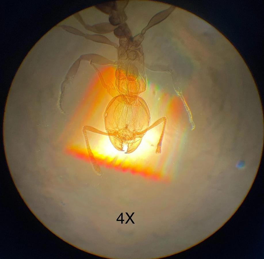 Used Olympus Tokyo CK Inverted Binocular Microscope W/ illuminator, objectives