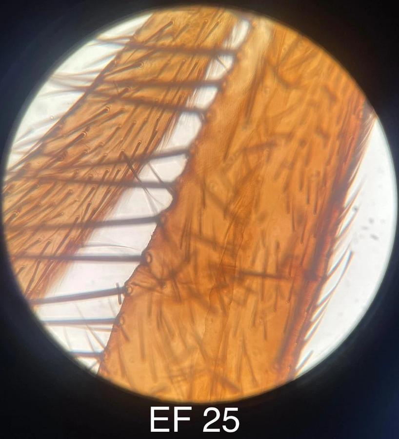 Used Leitz Laborlux D 512795 Binocular Microscope W/ EF 4/10/25/40 Objectives