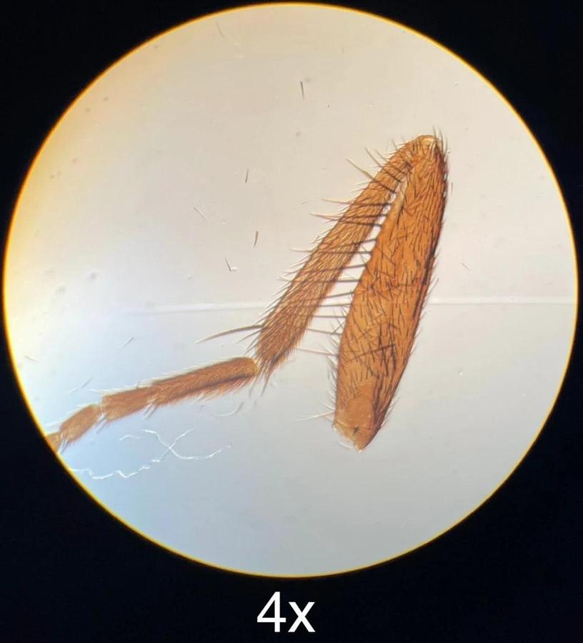 Used Nikon MS Inverted Phase Contrast Microscope 4/10/40 Objectives - Vintage Working