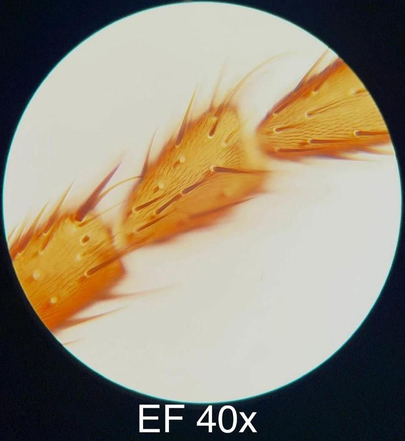 Used Leitz EF 4x,10x,25x,40x Objective Set (519759,519760,519761,519762)