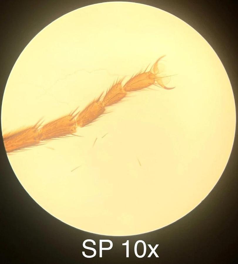 Used VWR Vistavision Compound Microscope W/ SP 4x/10x/40x/100x Objectives