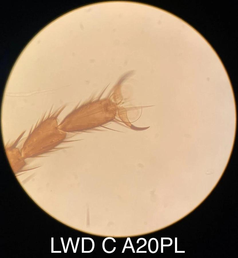 Used Olympus LWD C A20PL CK20 Phase Contrast Objective