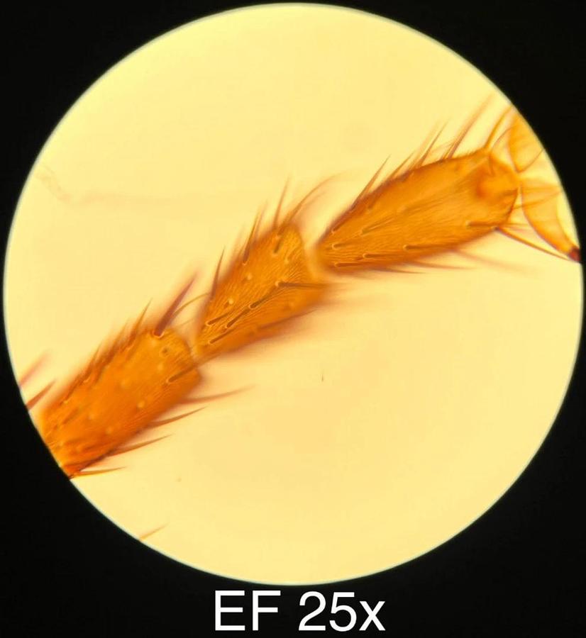 Used Leitz EF 4x,10x,25x,40x Objective Set (519759,519760,519761,519762)