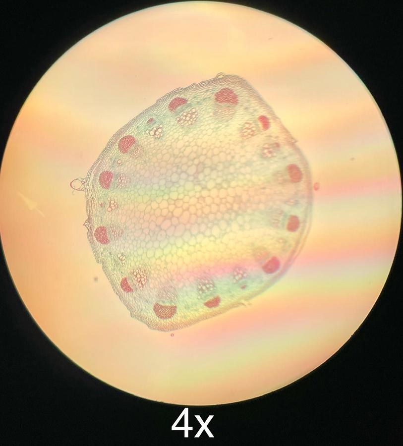 Used AO American Optical One-Twenty Teaching Microscope W/ 4x 10x 40x 100x Objectives