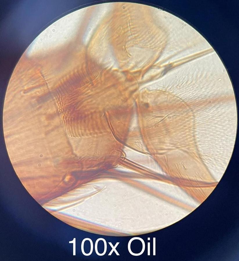 Used Labomed CX L Binocular Microscope W/ 4/10/40/100x Semi Plan Achro Objectives