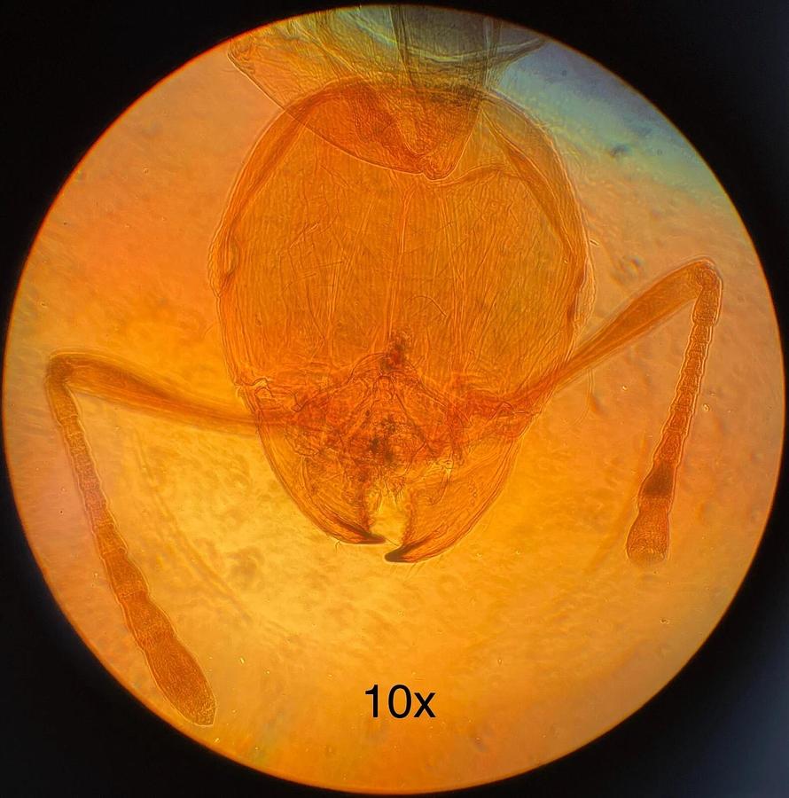 Used Olympus Tokyo CK Inverted Binocular Microscope W/ illuminator, objectives