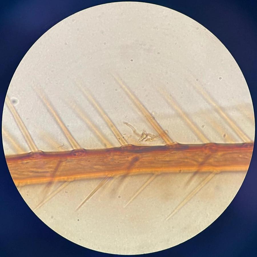 Used Nikon Plan 100x/1.25 Oil Ph3 DL Infinity ∞/0.17 WD 0.2 100x Microscope Objective