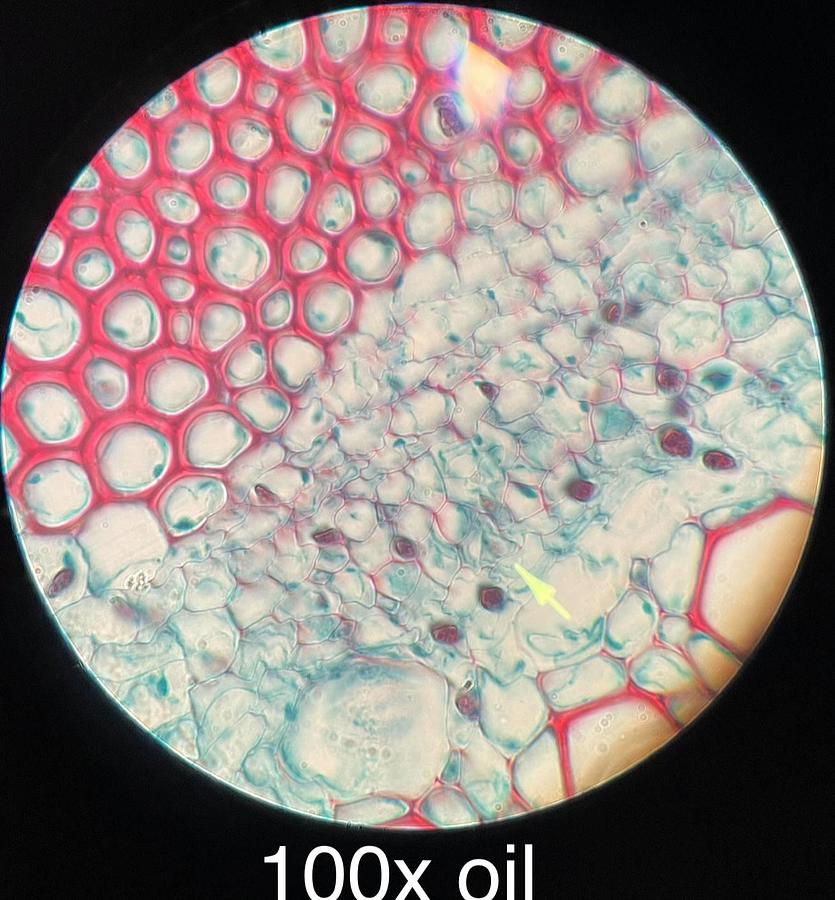 Used AO American Optical One-Twenty Teaching Microscope W/ 4x 10x 40x 100x Objectives