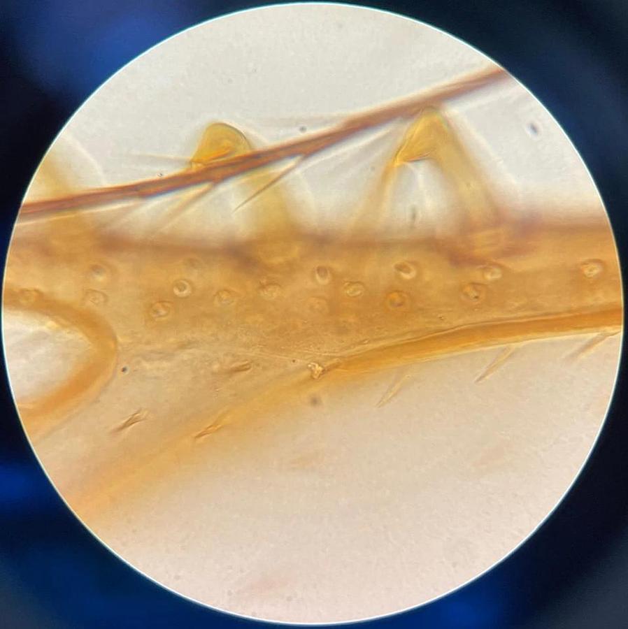 Used Zeiss 46 19 10-9902 Plan 100/1.25 Oel 160/- Objective (100x Oil)