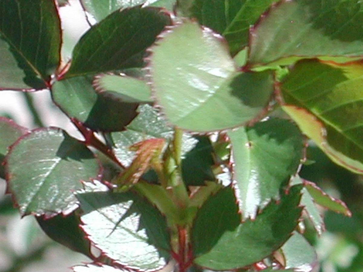 Used Nikon Coolpix 990 E990 3.34MP Digital Camera