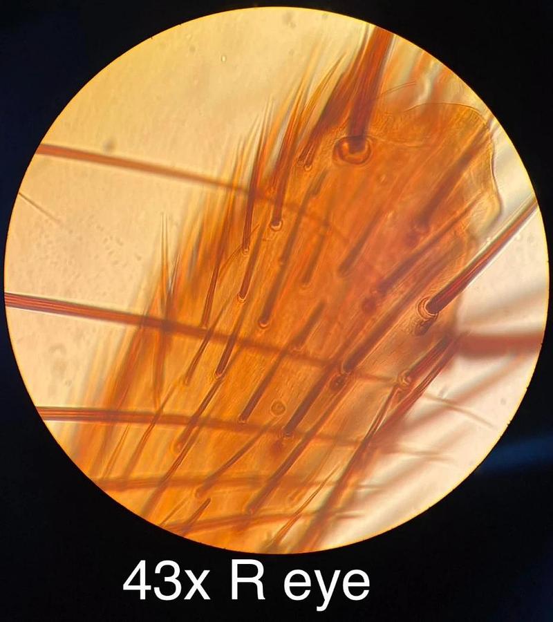 Used Vintage Bausch & Lomb Binocular Microscope W/ 43x/97x Obj/Case/WF 10X Eyepieces