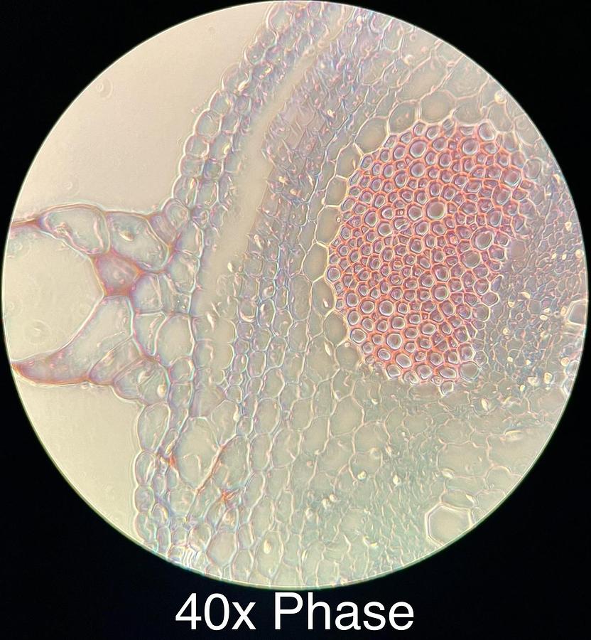 Used Motic BA300 Trinocular Phase Contrast Microscope W/ Plan 4/10/40/100 Objectives
