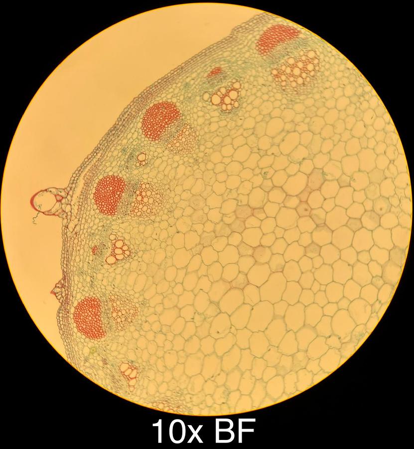 Used Motic BA400 Trinocular Phase Contrast Microscope W/ Plan 10/20/40/100 Objectives