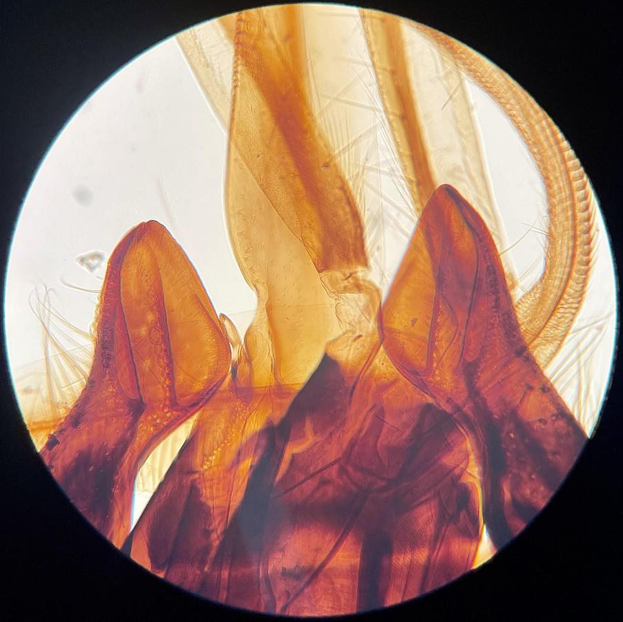Used Olympus MSPlan 10x Microscope Objective 0.30 ∞/- f=180 (1-LM530)