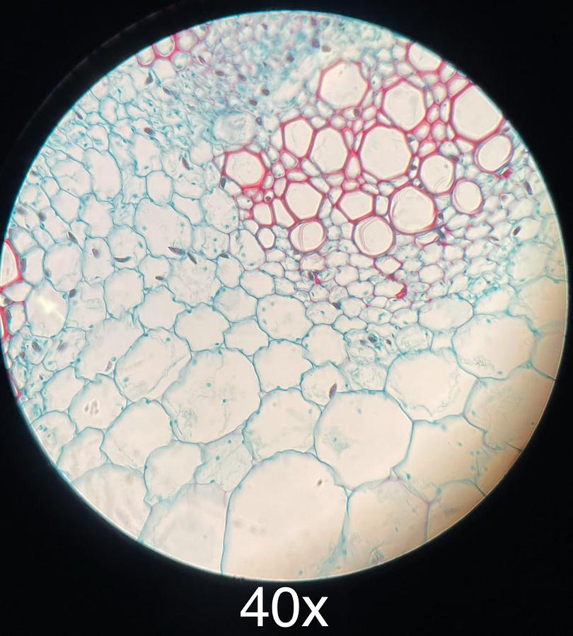 Used AO American Optical One-Twenty Teaching Microscope W/ 4x 10x 40x 100x Objectives