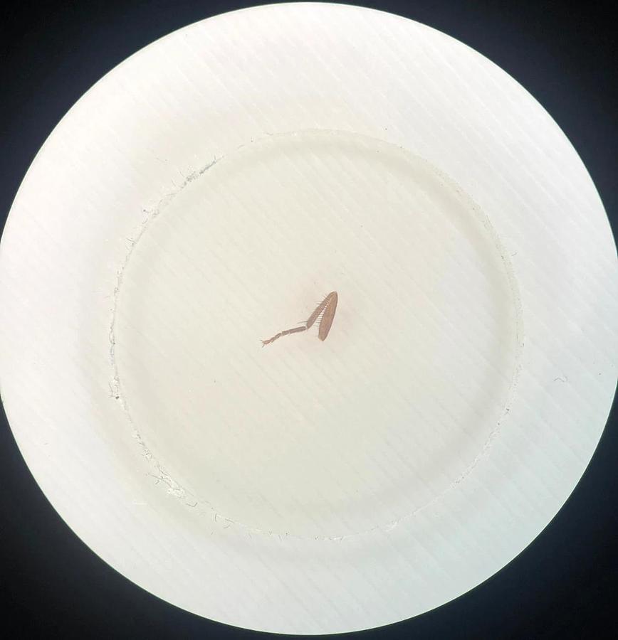 Used Olympus SZH Stereo Microscope W/ GWH10X-D/CD Eyepieces, DF PLAN 0.75X Objective