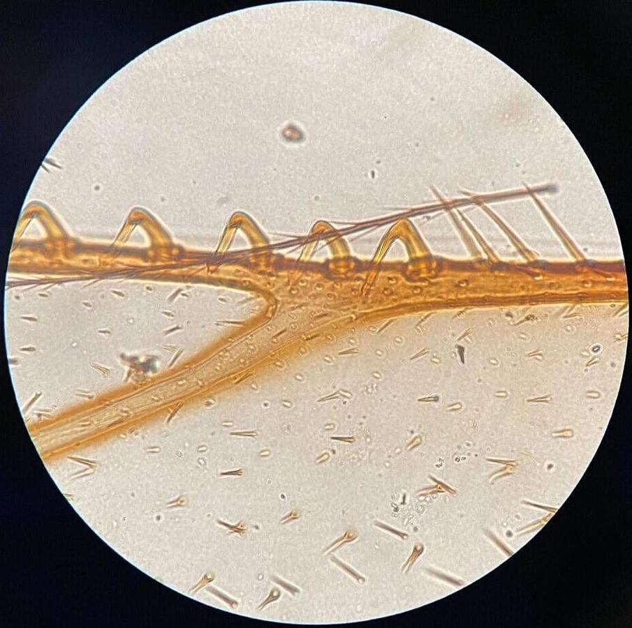 Used Nikon E 100 Ph4 DL 1.25 Oil 160/0.17 Phase Contrast Microscope Objective