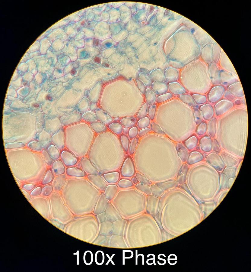 Used Motic BA400 Trinocular Phase Contrast Microscope W/ Plan 10/20/40/100 Objectives